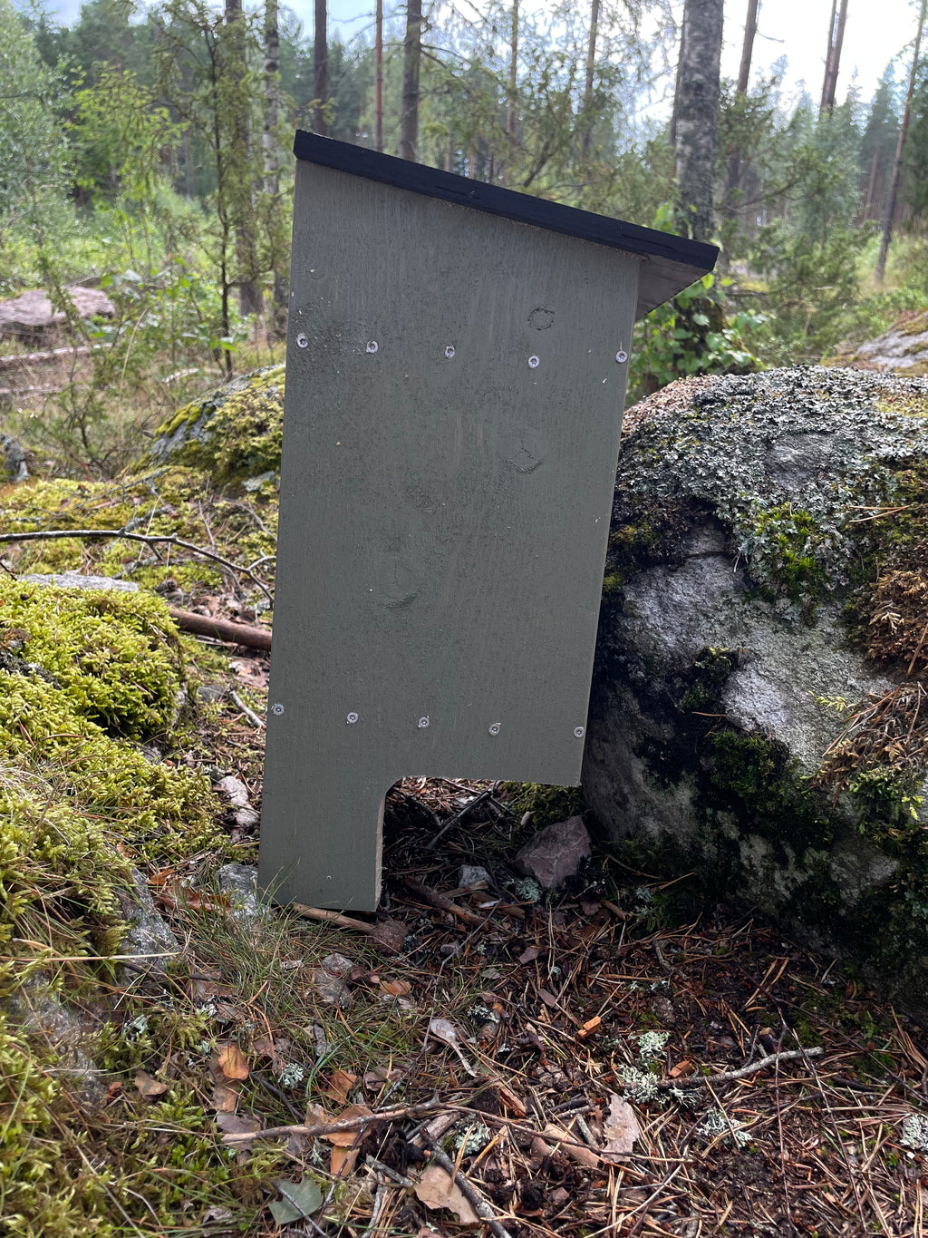 Grön fladdermusholk