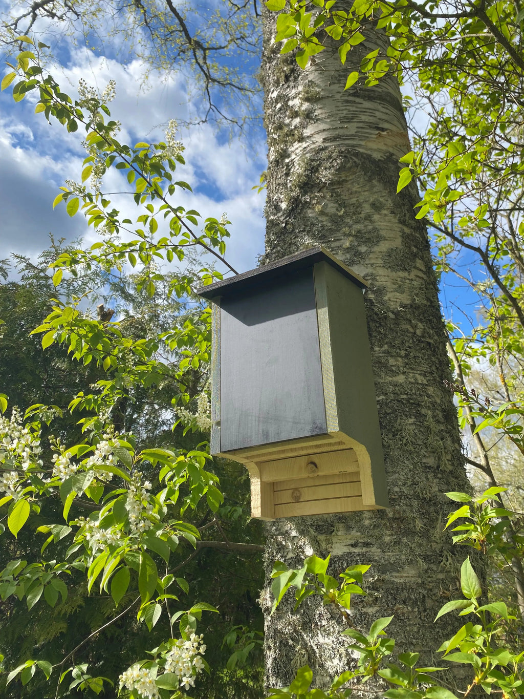Grön fladdermusholk i trä monterad på trädstam i grönområde som holk för fladdermöss
