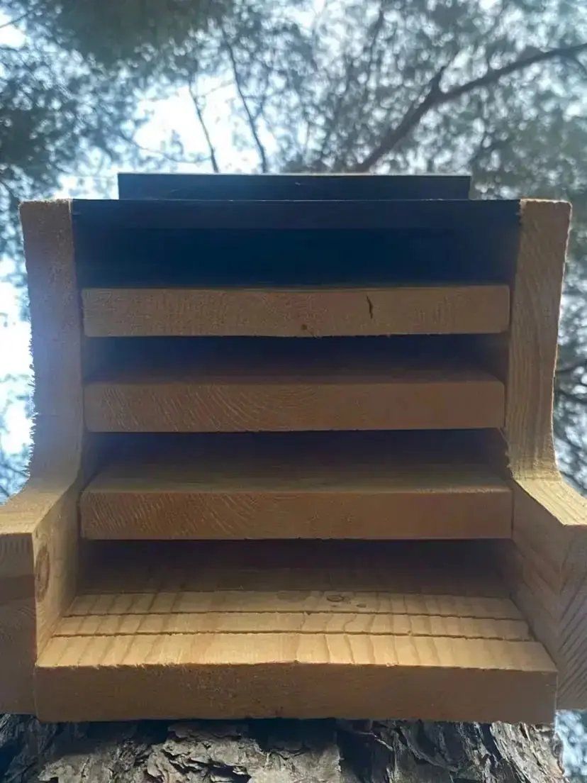 Fladdermusholk i oljat trä sedd underifrån monterad på trädstam visar flerkammarskonstruktion för nordiska fladdermöss