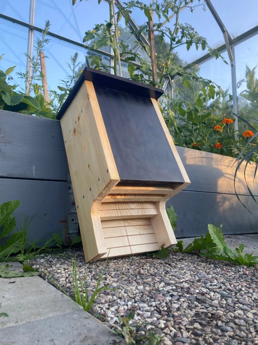 Fladdermusholk i oljat trä placerad vid odlingsbädd utomhus med räfflad ingång anpassad för nordiska fladdermöss