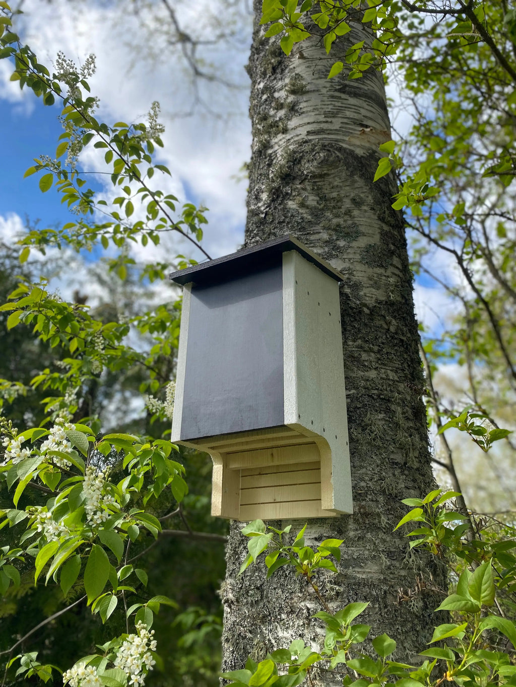 Vit målad fladdermusholk i trä monterad på trädstam i grönområde som holk för fladdermöss