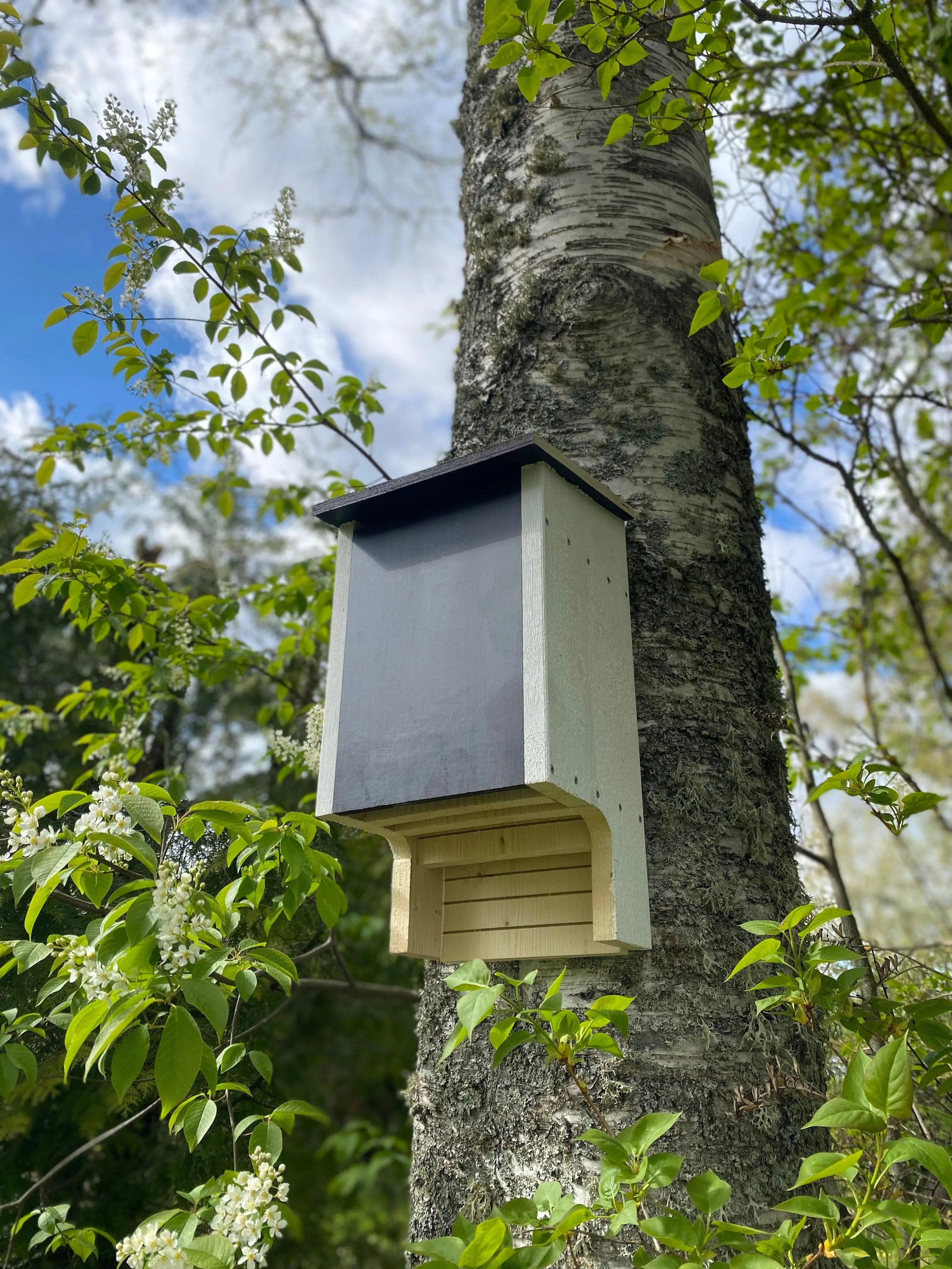 Vit målad fladdermusholk i trä monterad på trädstam i grönområde som holk för fladdermöss