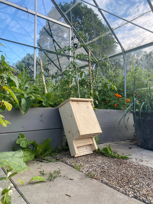 Måla själv fladdermusholk i trä omålad och redo att målas, stående lutad mot en odlingloda i ett växthus.  Bilden är tagen från vänster vy