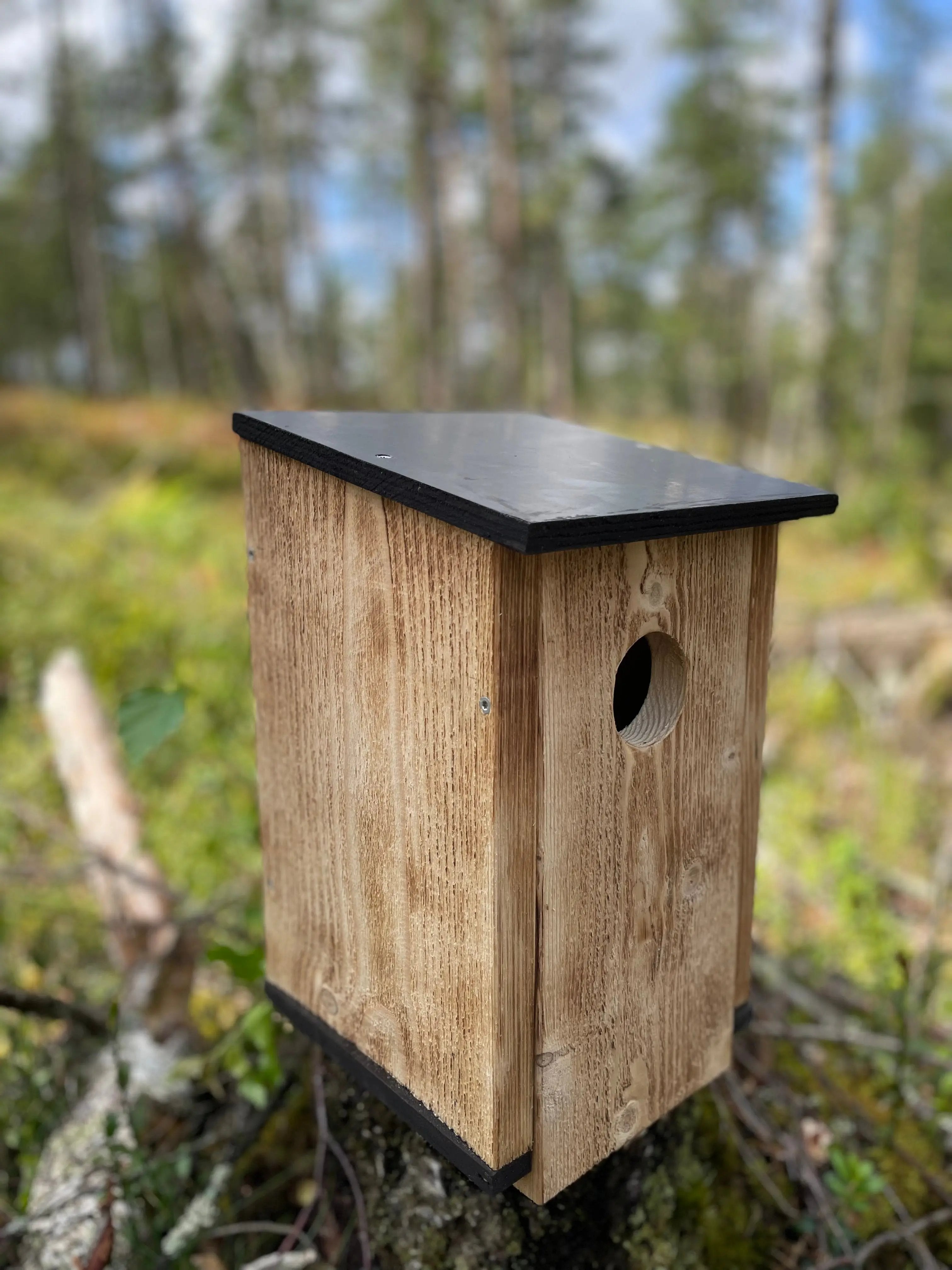 Bränd stareholk i trä ståendes i en svensk klassisk skog tagen från vänster vy 