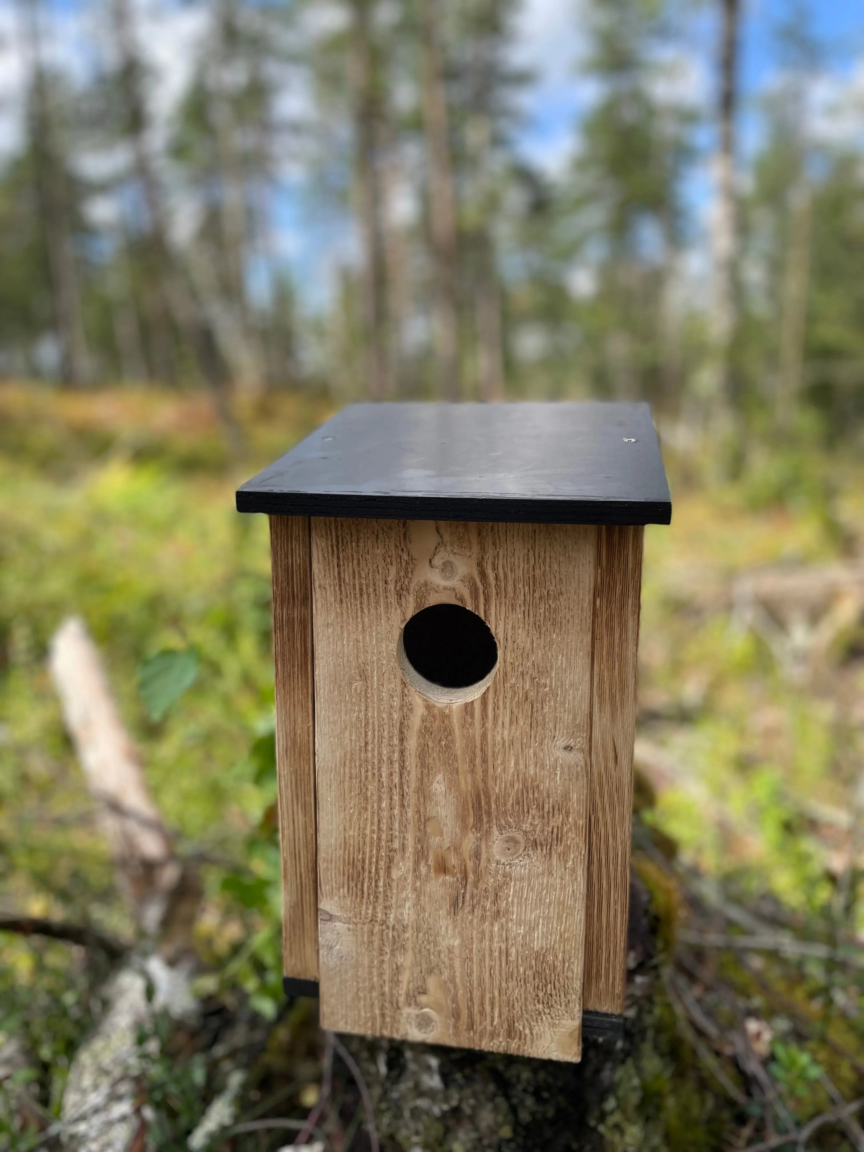 Bränd öppningsbar stareholk i trä ståendes i skogsmiljö på en stubbe. bilden är tagen framifrån 