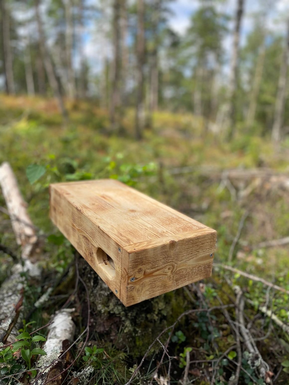 Tornseglarholk i bränt trä placerad i naturlig skogsmiljö låg profil anpassad för tornseglare nära mark och vegetation